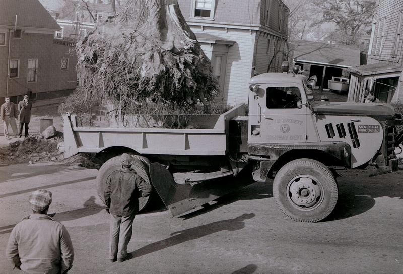 Everett Public Libraries Everett Mass Tree Stump Removal 1954